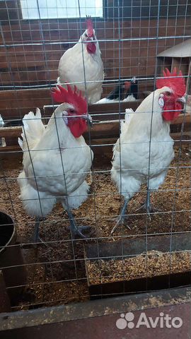 Инкубационное яйцо виандот, лакенфельдер, малин