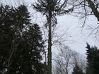 Валка деревьев объявление продам