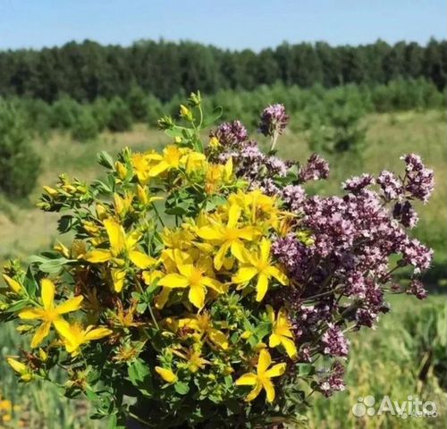 Зверобой трава фото когда собирать Душица зверобой купить в Стерлитамаке Товары для дома и дачи Авито