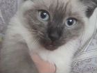 Сиамская котенок бесплатно объявление продам