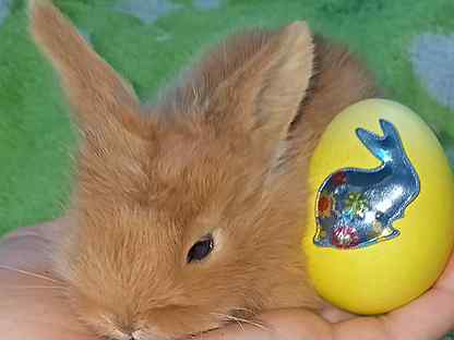 Продам маленьких, декоративных кроликов