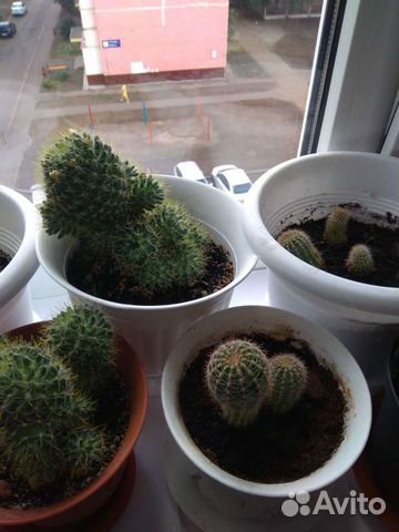 Кактус/комнатные растения