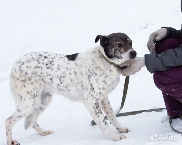 Собака из приюта нуждается в помощи