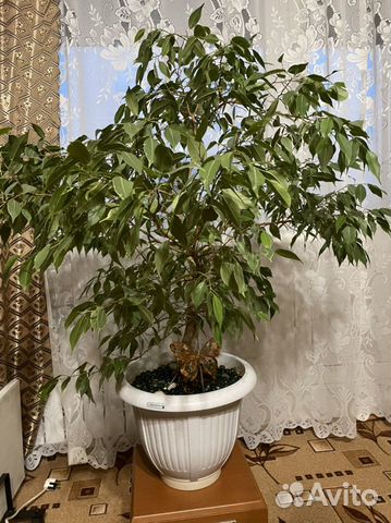 Фикус бенджамина