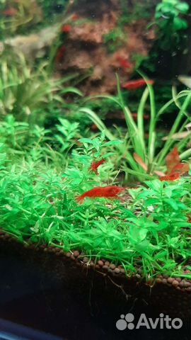 Аквариумные креветки