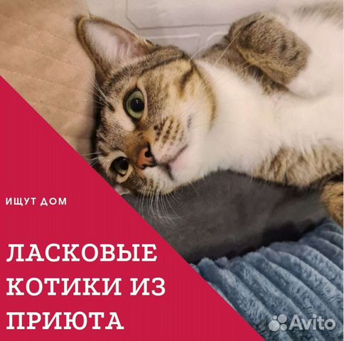 Котики. Поможем подобрать