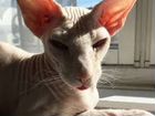 Кошка породы Питерболд объявление продам