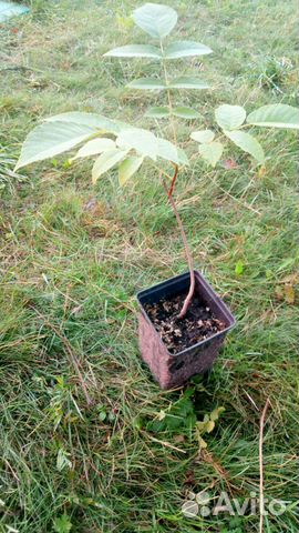 Саженцы и плоды маньчжурского ореха