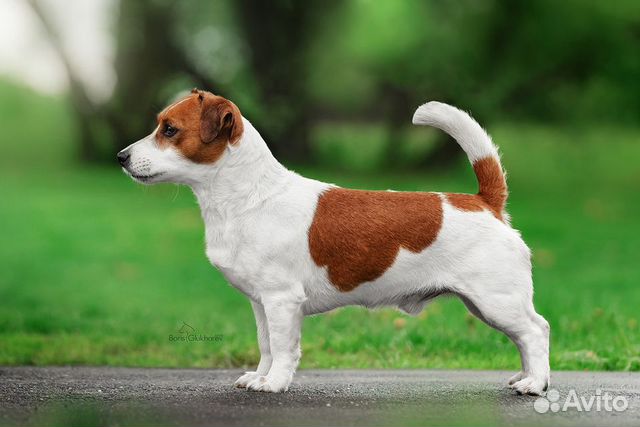 Джек рассел терьер. Импортный миниатюрный кобель