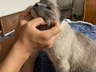 Сиамская кошка Муся бесплатно