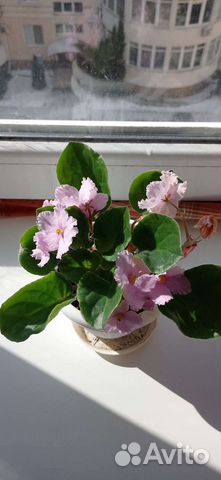 Комнатные цветы