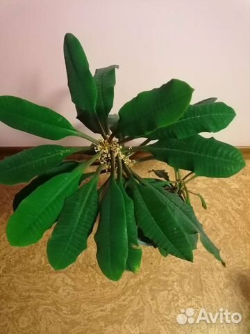 Молочай вместе с керамическим кашпо