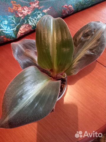 Цветок Сидерасис