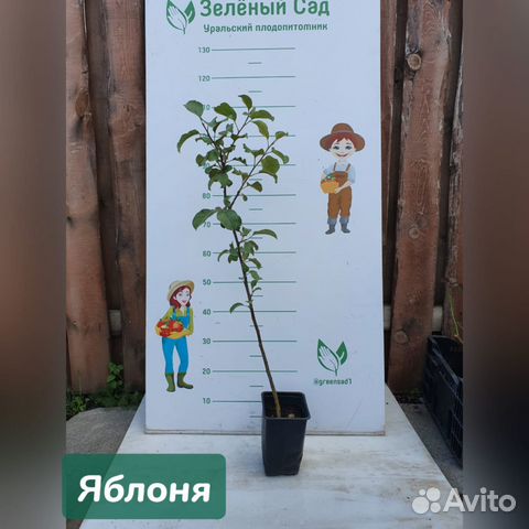 Саженцы яблонь Осеннего созревания