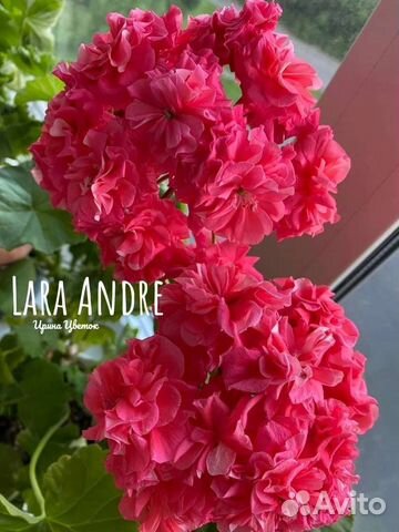 Сортовые пеларгонии Леона Галактика, Ю Мерлезон 2