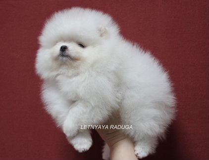 Щенки померанского шпица