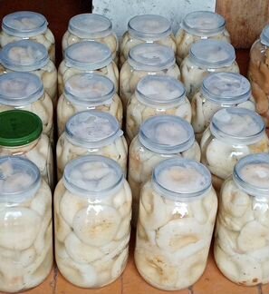 Грибы. Грузди.Белые. Подосиновки