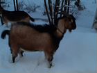 Чешско-нубийский козел объявление продам