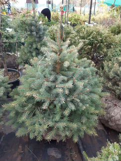 Ирга Ламарка