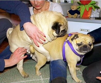 Инструктор по вязке собак Москва и мо,выезд на дом