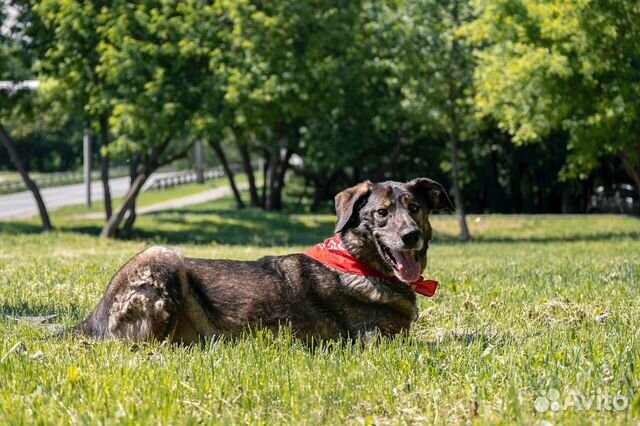 Друзей не покупают