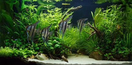 Обслуживание аквариума