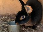 Кролики породы рекс черно огненные в чистоте объявление продам