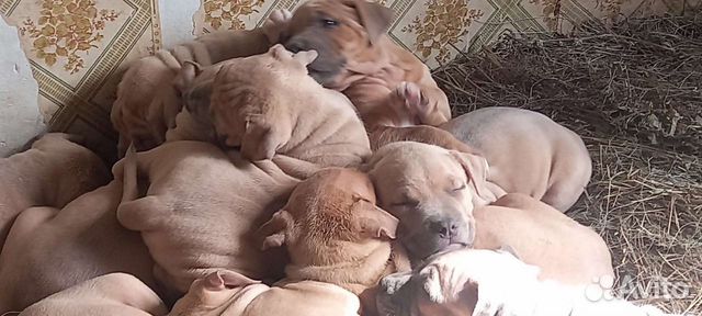 Американский булли xl щенки