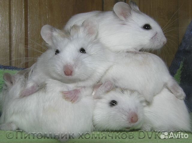 Беленький хомячок из питомника