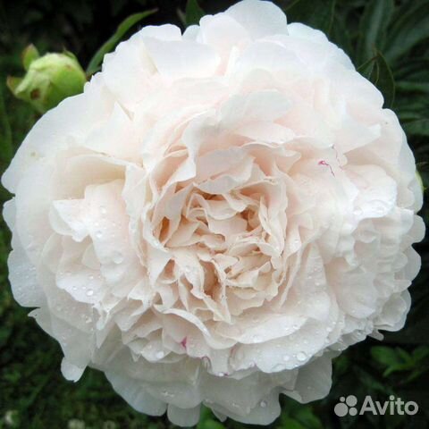 Саженцы пиона Мазерс чойс