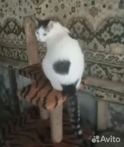 Приютский кот Снежок мечтает о доме