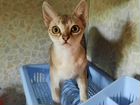Сингапурский котик объявление продам