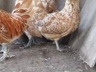 Цыплята Подуаны
