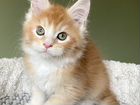 Чистокровные котята Мейн Куна объявление продам