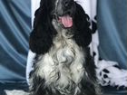 Великолепный щенок английский кокер спаниель объявление продам
