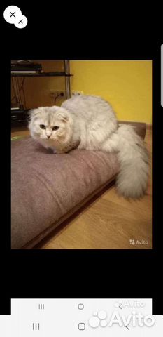 Шотландский кот на вязку