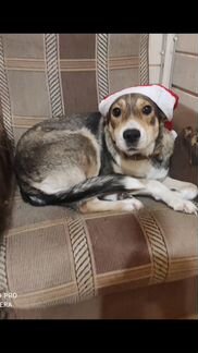 Собака в дар в добрые руки