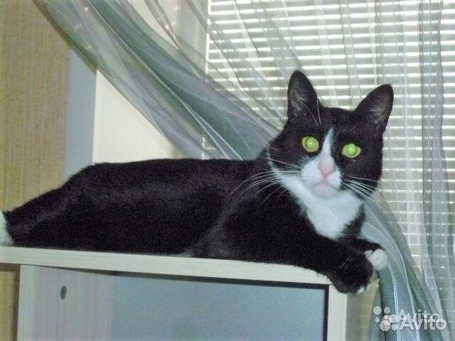 Передержка кошек