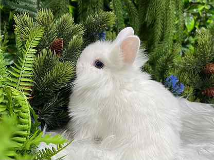 Кролик голубой минилоп