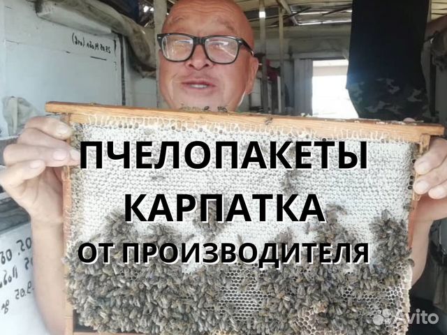 Пчелопакет Карпатка от производителя