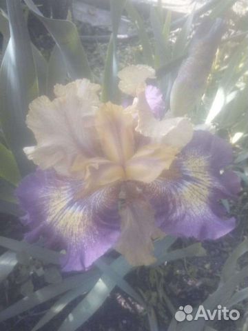 Ирисы бородатые