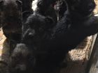 Продам щенков немецкой овчарки объявление продам