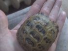Черепаха сухопутная маленькая объявление продам