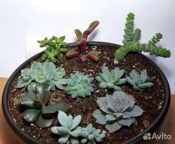 Суккуленты и кактусы (часть 2)