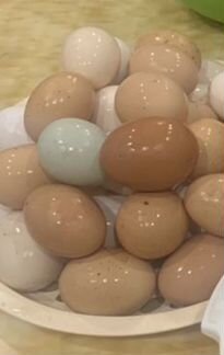 Инкубационное яйцо куриное