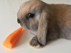 Декоративные вислоухие кролики объявление продам