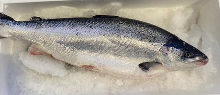 Семга(лосось) охлажденный