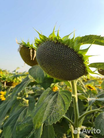 Семена подсолнечника и кукурузы Пионер