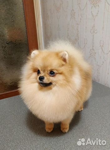 Померанский шпиц. Мини. Вязка