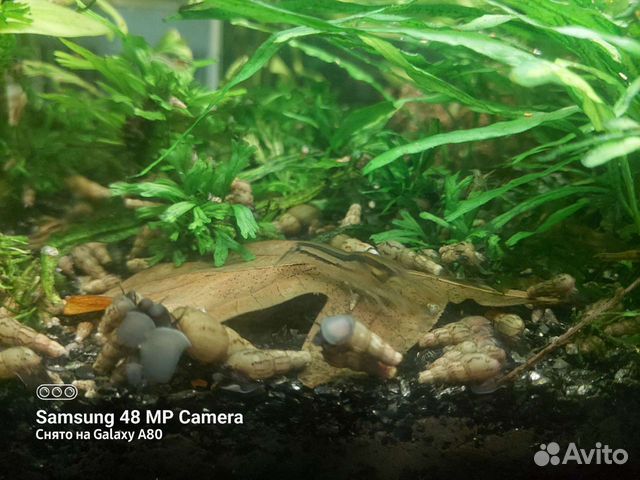 Карликовый аквариумный рак обмен